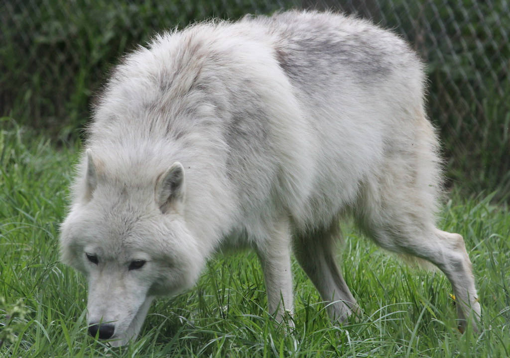 Artic Wolf_1158 | Mark Kent | Flickr