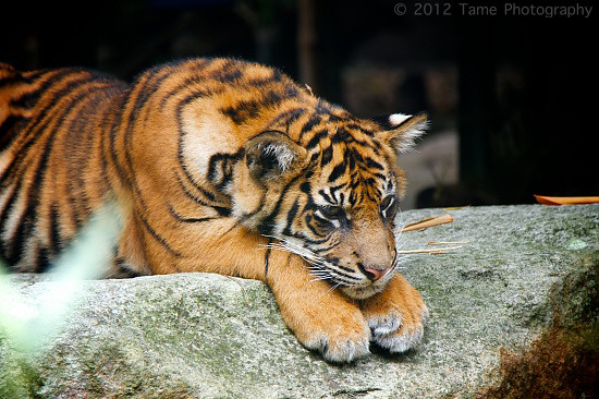 Image result for sad tiger
