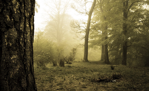 chris trees light mist colour canon woodland photography spring shanks midlothian penicuik