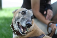 Greyhound Adventures at Lake Waban, Wellesley MA
June 17th, 2012