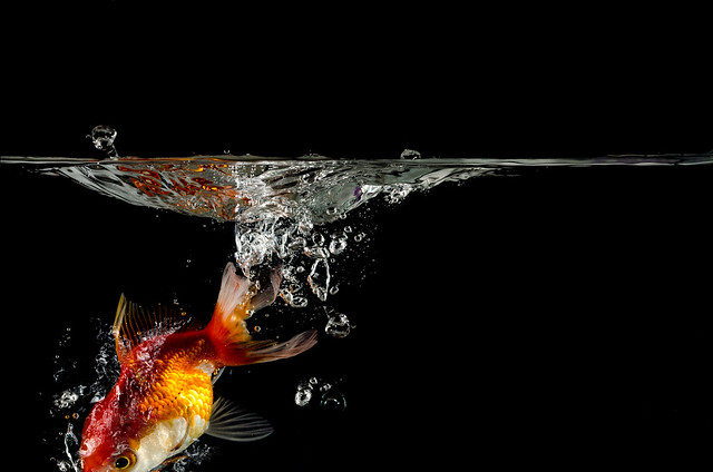 escape gold fish  splashing in water. over black