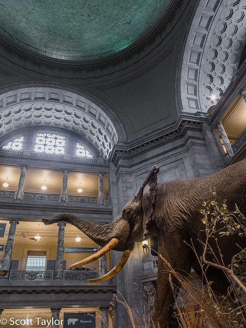 Smithsonian Elephant
