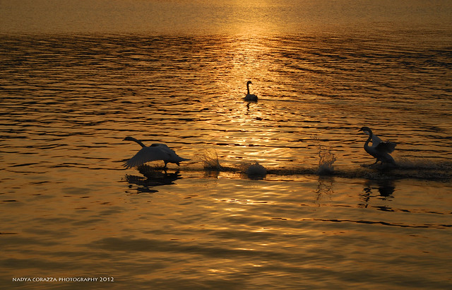 Swan lake - Explored 1 April 2012