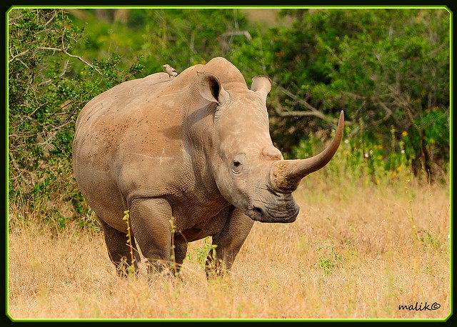 LONE MALE WHITE RHINOCEROS CAPTURED IN SOLIO RANCH....(SEPT 2010)......(130)