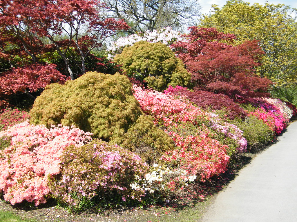 Exbury Gardens - Azalea Walk - a photo on Flickriver