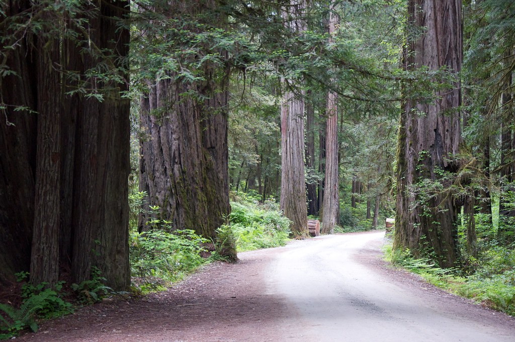 Jedediah Smith Redwoods State Park — место съёмок