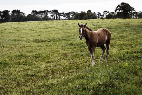 ireland horse field canon pasture canoneos tully racehorse thoroughbred equine irlande kildare countykildare irishnationalstud chilldara canon600d canont3i canonrebelt3i