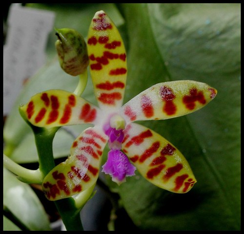 Phalaenopsis bastiani 20653449674_0ecdaec29a