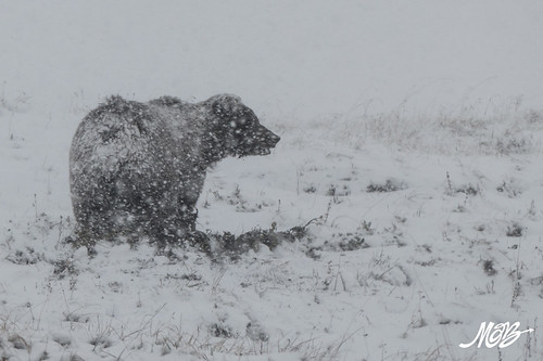 Bear, Denali NP, Alaska