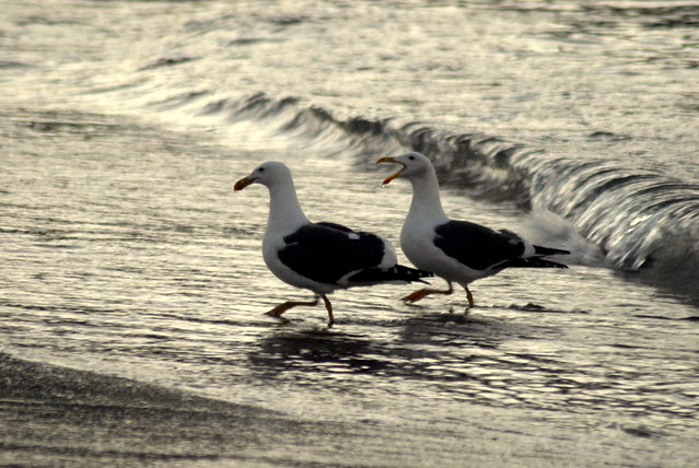 20151128 Gulls on the playa near San Carlos