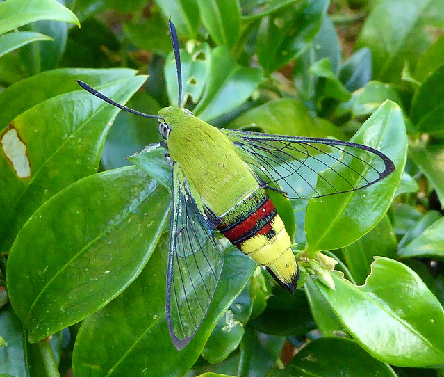 Cephonodes hylas (Coffee clearwing)
