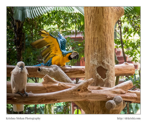 White cockatoo (Cacatua alba) and blue-and-yellow macaw (Ara ararauna) by drkrishi, For details check my blog at <a href="http://www.drkrishi.com/glimpses-of-singapore-part-4" rel="nof