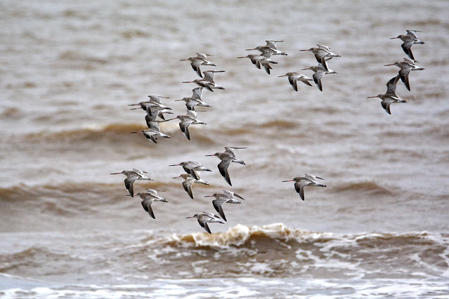 Bartailed Godwits on a grey day
