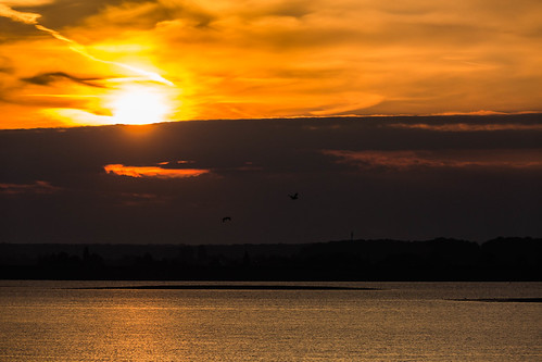 Migration de la Grue cendré by yann.dimauro, animaux ardenne champagne der faune lac oiseau ornithologie rhone yanndimauro étang