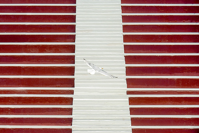 Flying gull and a stairway