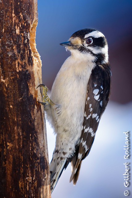 Pic mineur (f) Downy Woodpecker