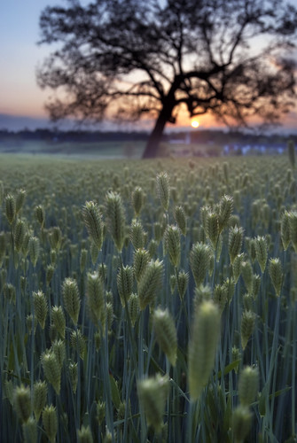 sunset field photography virginia wheat oaktree blacksburg swva brettmaurer