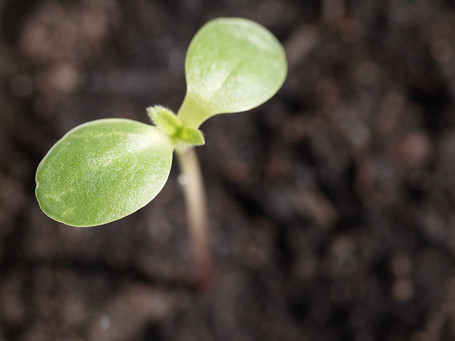 Seedling Germ Bud Keimling Sprössling Grow Wachstum Spring