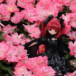 バラ祭り　Red029
