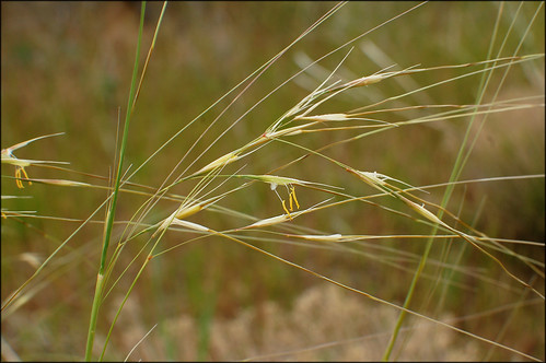 Needle and thread grass in flower closeup | Hesperostipa com… | Flickr