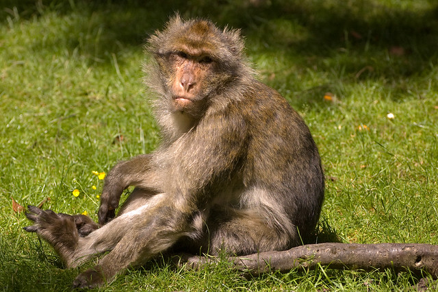 Barbary Macaque 1