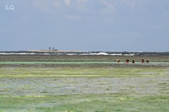 An Island in the lagoon