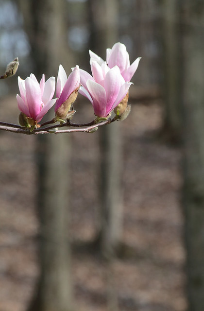 Spring Magnolia