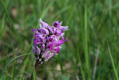 Orchis simia - orchis singe 27099112301_f67031392b