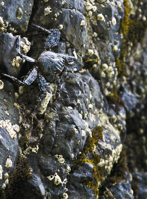 Crab on the Barnacle Covered Rocks