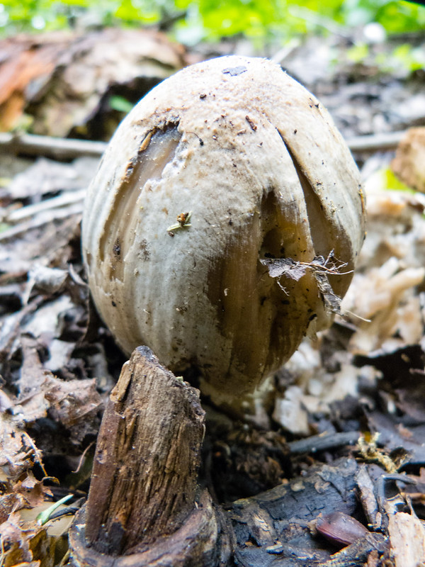 Unidentified mushroom