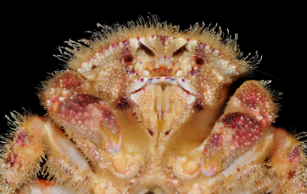 Shellback crab portrait (Hypoconcha sp)