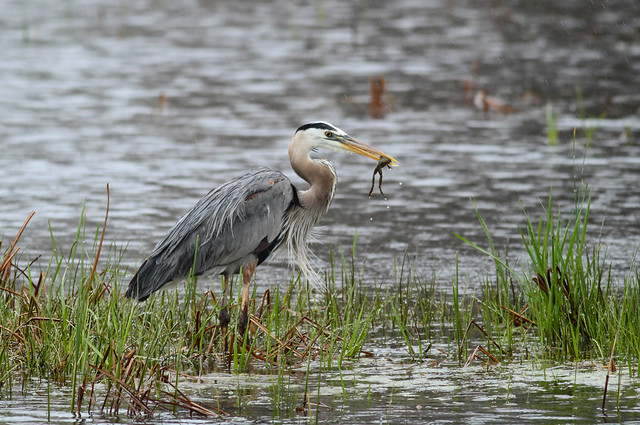 Heron with Leopard Frog