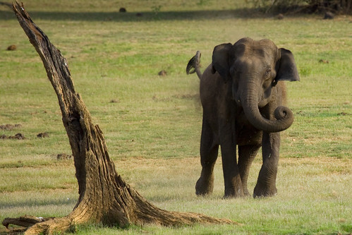 Charging Elephant @ Kabini Forest | by VinothChandar