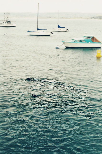 Two seals. Monterey, California