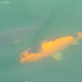 Carpas na Barragem de Alqueva // Colourful koi fish (Cyprinus rubrofuscus)