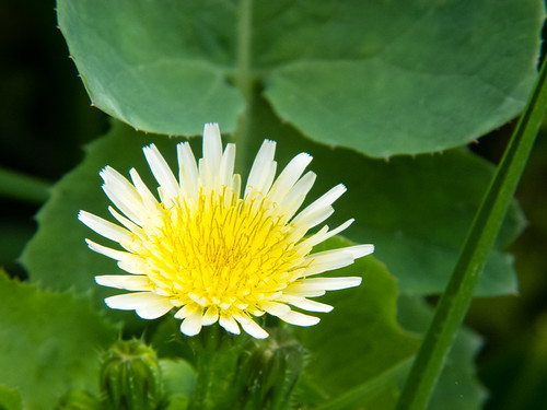 Sow thistle flower