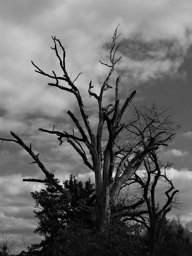 blackandwhite tree nature arkansas baretree blackandwhitephotography michelehenry fountainhill ashleycounty fountainhillarkansas micheleburnsidehenry michelehenryphotography ashelycountyarkansas