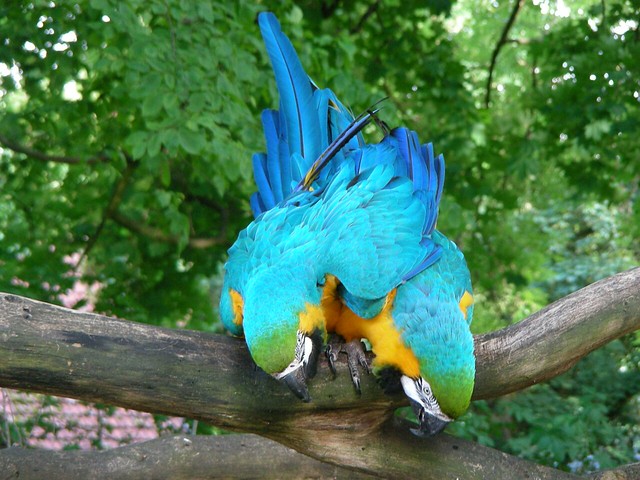 Blue-and-yellow Macaw | Gelbbrustara (Ara ararauna)