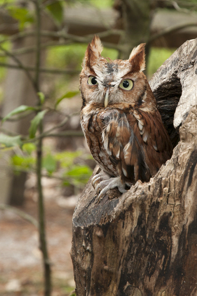 Eastern Screech Owl 