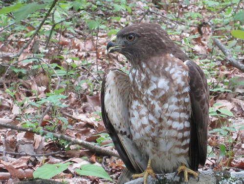 Broad-winged Hawk, Floyd, Virginia