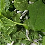 #桑 #蚕 #宝宝 #mulberry #silk #silkworm #hangzhou #china #green #white