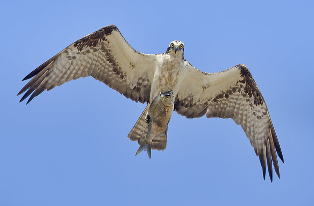 Osprey and Fish