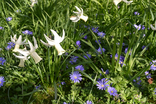 Daffodils and anemonies