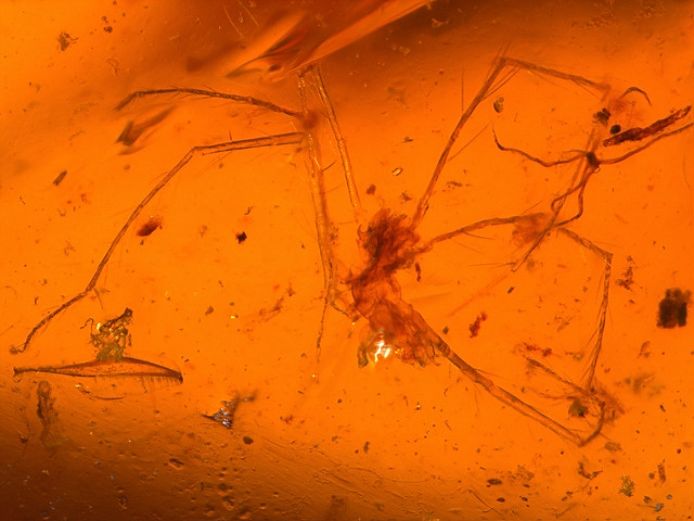 very rare cretaceous Myanmar (Burmese) amber 99-112 MYO - unknown (does anyone have a guess?)
