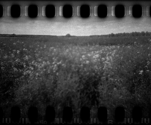 Norfolk rapeseed | by Alice Neal Snaps