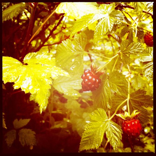 #berries #salmonberry #red #nature #forest #igers #instaddict #iphoneonly #ig #hipsta #iphonesia #woods #green #nature #wa #beauty | by Withoutmeri