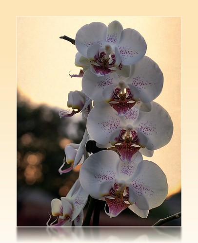 sunset usa orchid atardecer dallas texas bokeh orquidea beyondbokeh