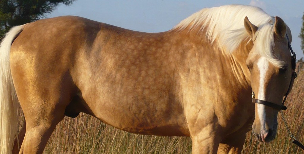 Napoleon - Palomino part Saddlebred Stallion