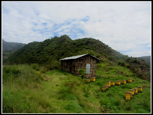 gIMG_3793b by KrisFricke, Mountaintop apiary!ethiopia beekeeping beehives apiary