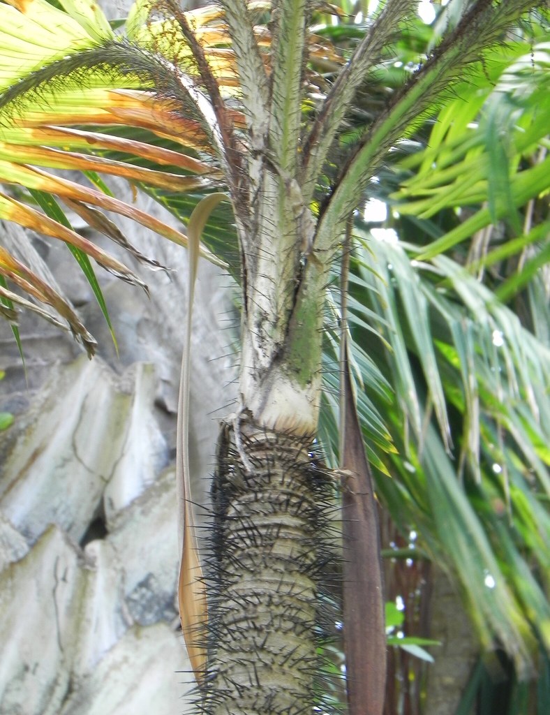 DSCN9282 Pejibaye Palm - Bactris gasipaes at Barbados | Flickr